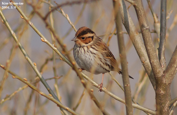 Foto de Little Bunting