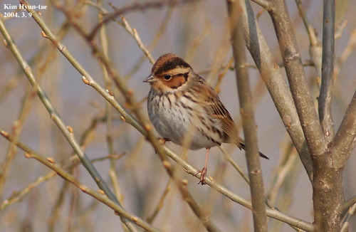 Little Bunting