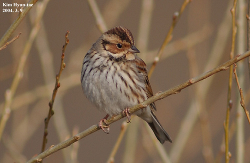 Little Bunting