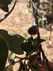 Heteroecus sanctaeclarae