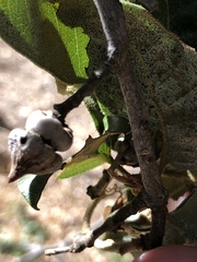 Heteroecus sanctaeclarae