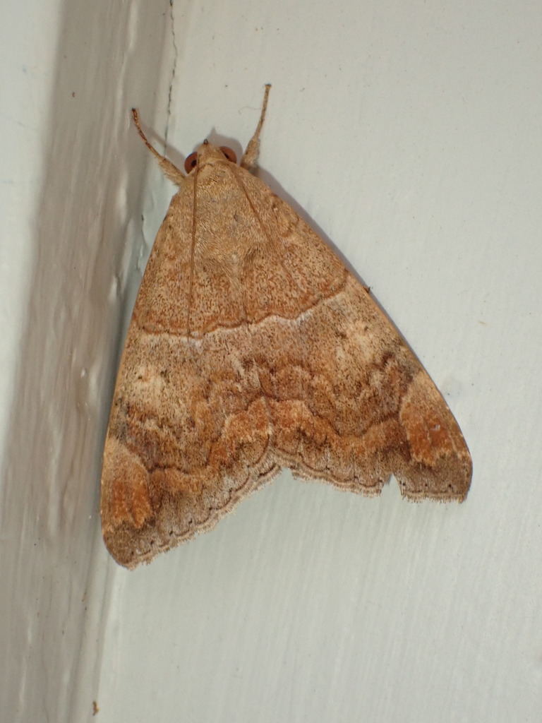 Achaea