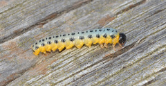 Cimbicidae
