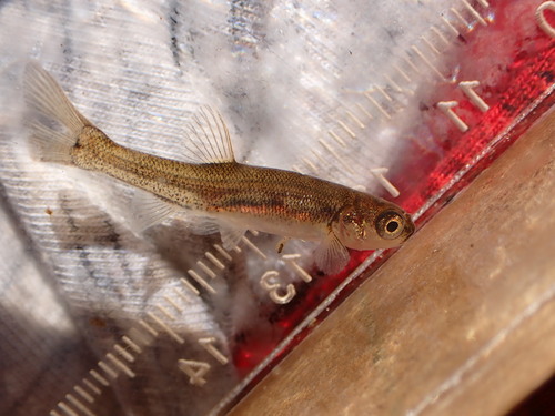 Allegheny pearl dace (Margariscus margarita) — Cyprinidae — 3