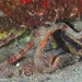 Brown Brittle Star - Photo (c) Dennis Rabeling, some rights reserved (CC BY-NC-ND), uploaded by Dennis Rabeling