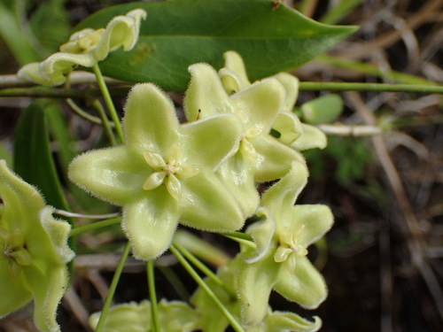 Hoya betchei observed 2016-06-17