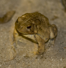 Anaxyrus americanus charlesmithi