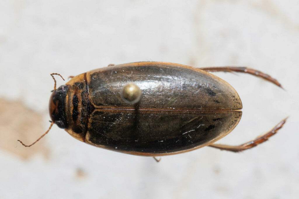 Colymbetes densus