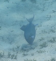 Pseudobalistes fuscus