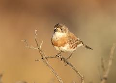 Chestnut-Breasted Whiteface photo 4