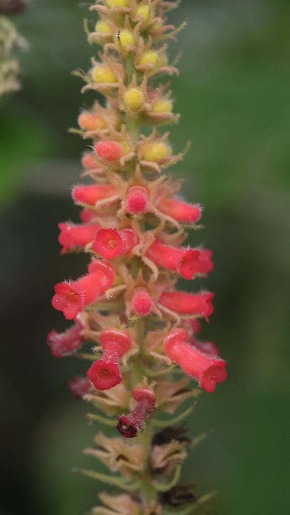 Sinningia curtiflora, Campina Grande do Sul - Paraná, Brésil