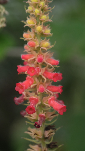 Sinningia curtiflora