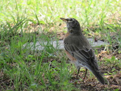 Turdus migratorius