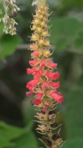 Sinningia curtiflora