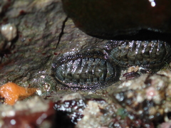 Chiton granosus