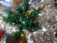 Athyonidium chilensis