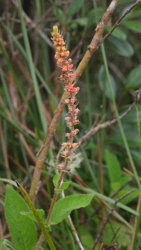 Sinningia curtiflora