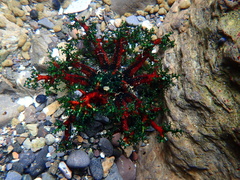 Athyonidium chilensis