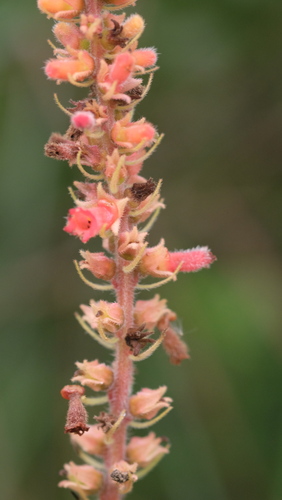 Sinningia curtiflora