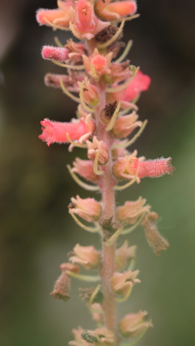 Sinningia curtiflora