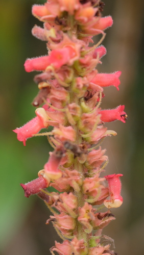 Sinningia curtiflora