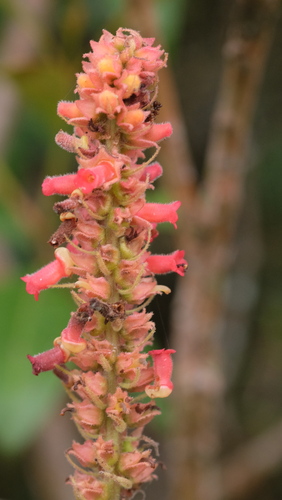 Sinningia curtiflora