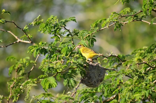 Southern Citril (Crithagra hyposticta), photo 5