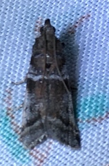 Moodna ostrinella
