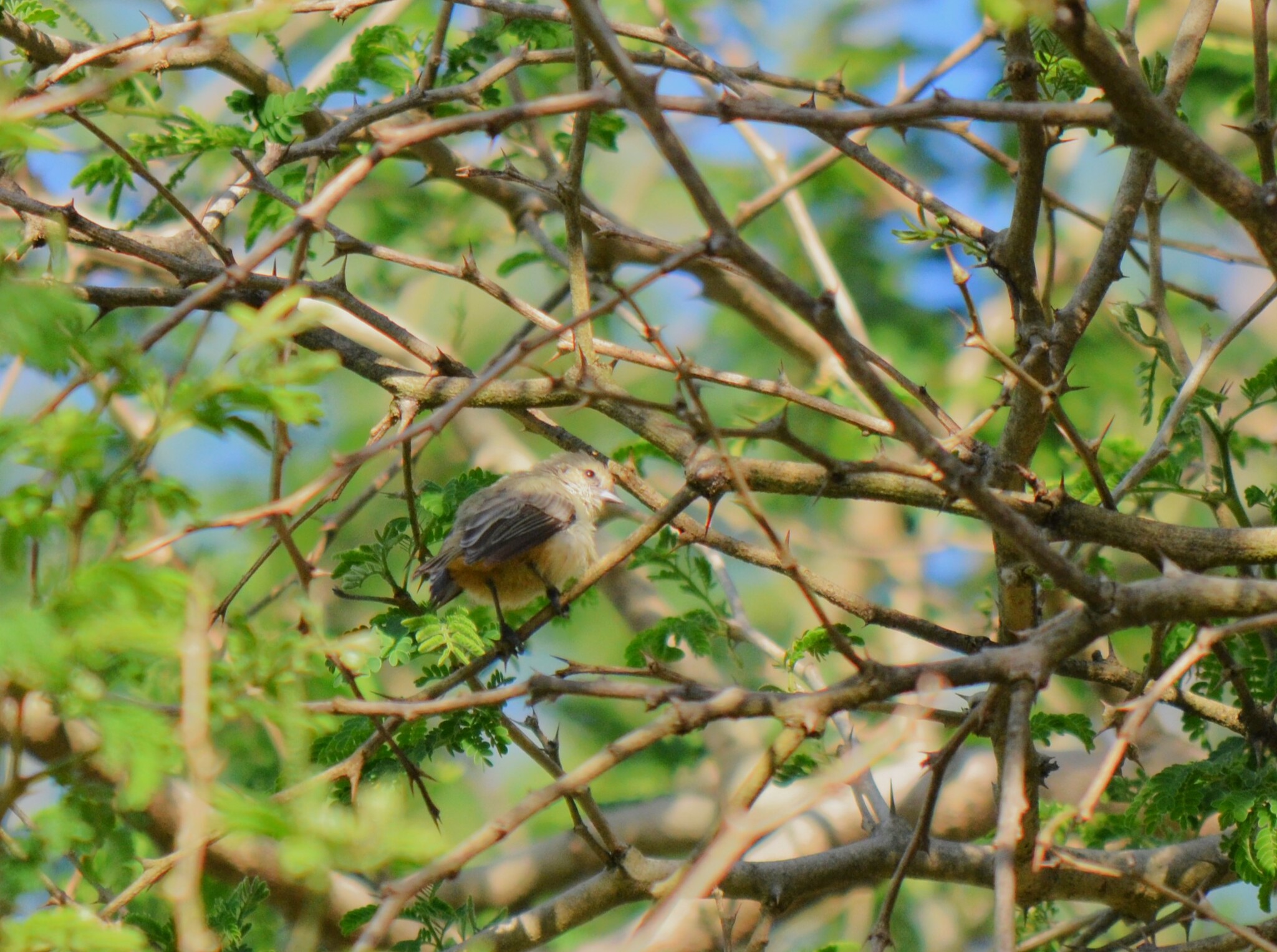 Grey Penduline Tit (Anthoscopus caroli), photo 4