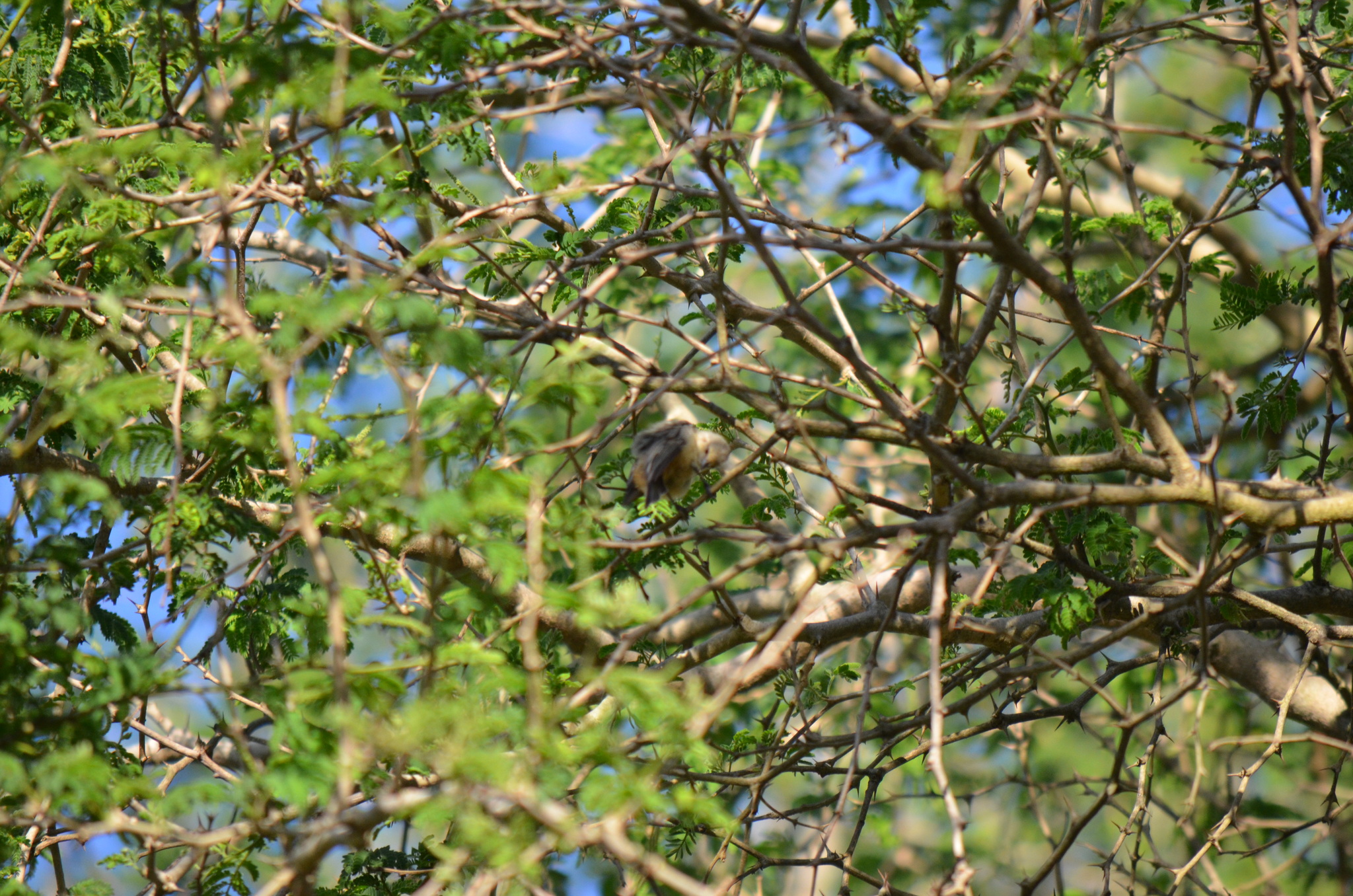 Grey Penduline Tit (Anthoscopus caroli), photo 5