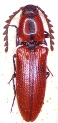 Priopus ornatus