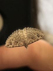 Alucita montana