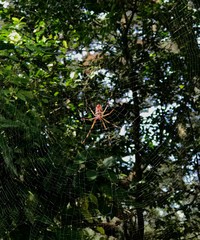 Trichonephila clavipes image