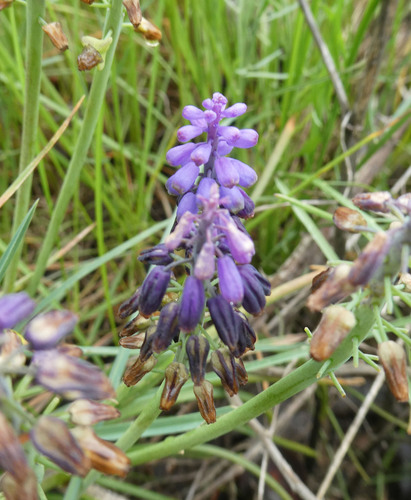 Representative image of Muscari olivetorum