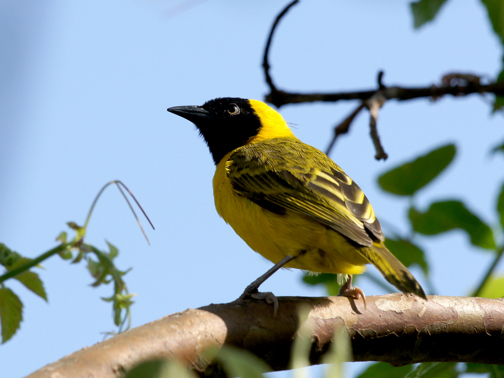 Slender-billed Weaver photo