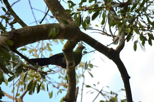 Schalow's Turaco (Tauraco schalowi), photo 4