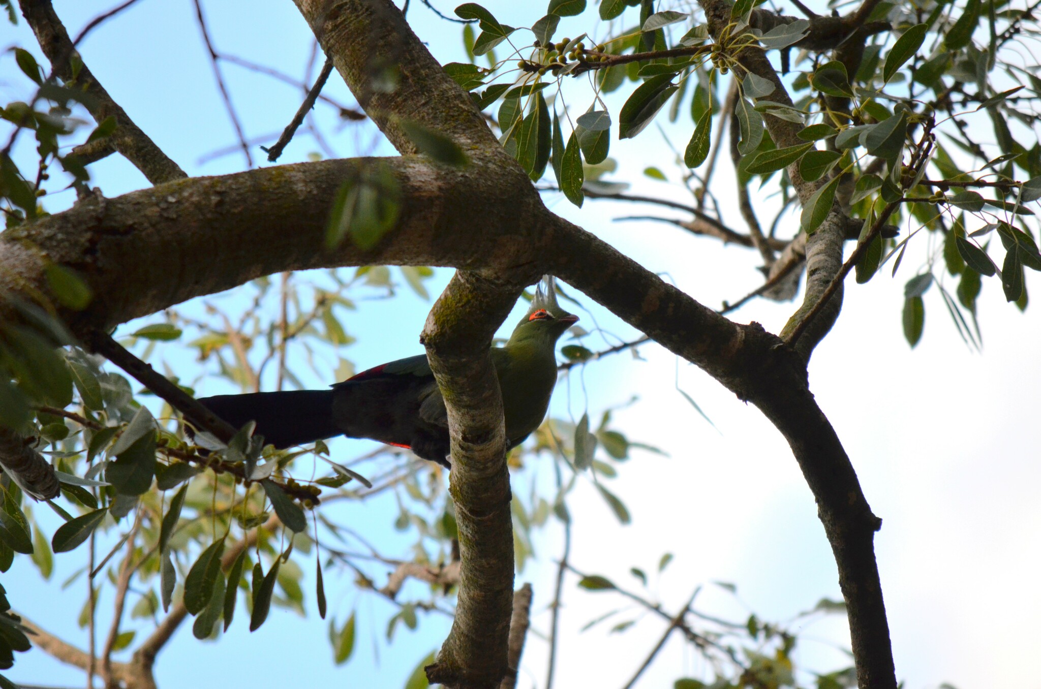 Schalow's Turaco (Tauraco schalowi), photo 6