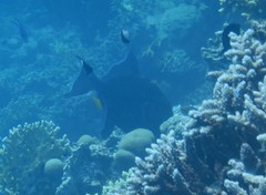 Pseudobalistes fuscus