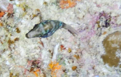 Canthigaster pygmaea