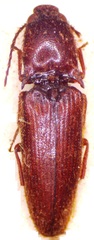 Priopus quatei