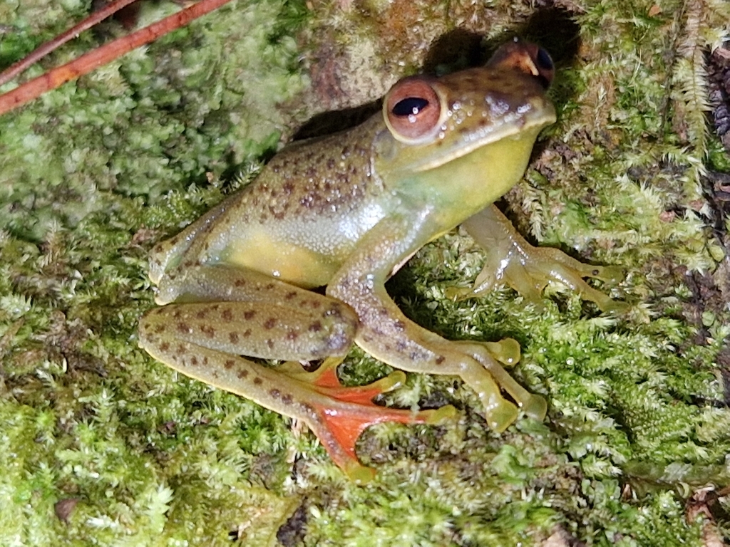 Katak-parasut Bintik-hitam (Zhangixalus achantharrhena)
