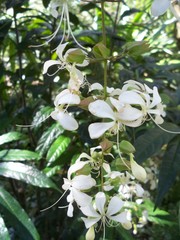 Clerodendrum laevifolium