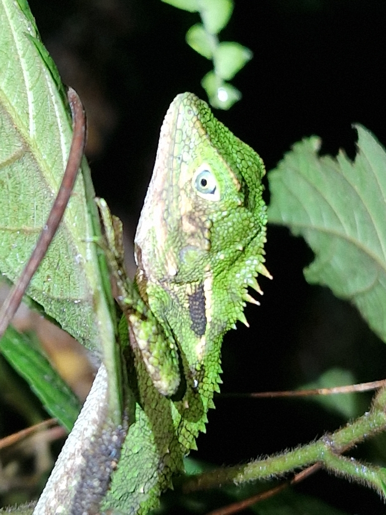 Schneider's Tree Agama