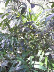 Clerodendrum laevifolium