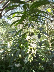 Clerodendrum laevifolium