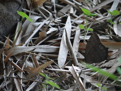 Taygetis nympha