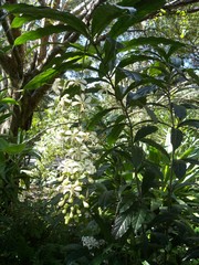 Clerodendrum laevifolium