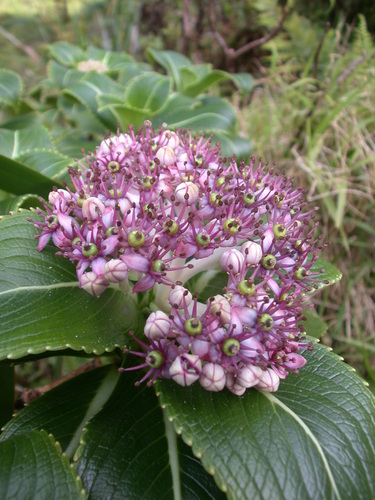 Broussaisia