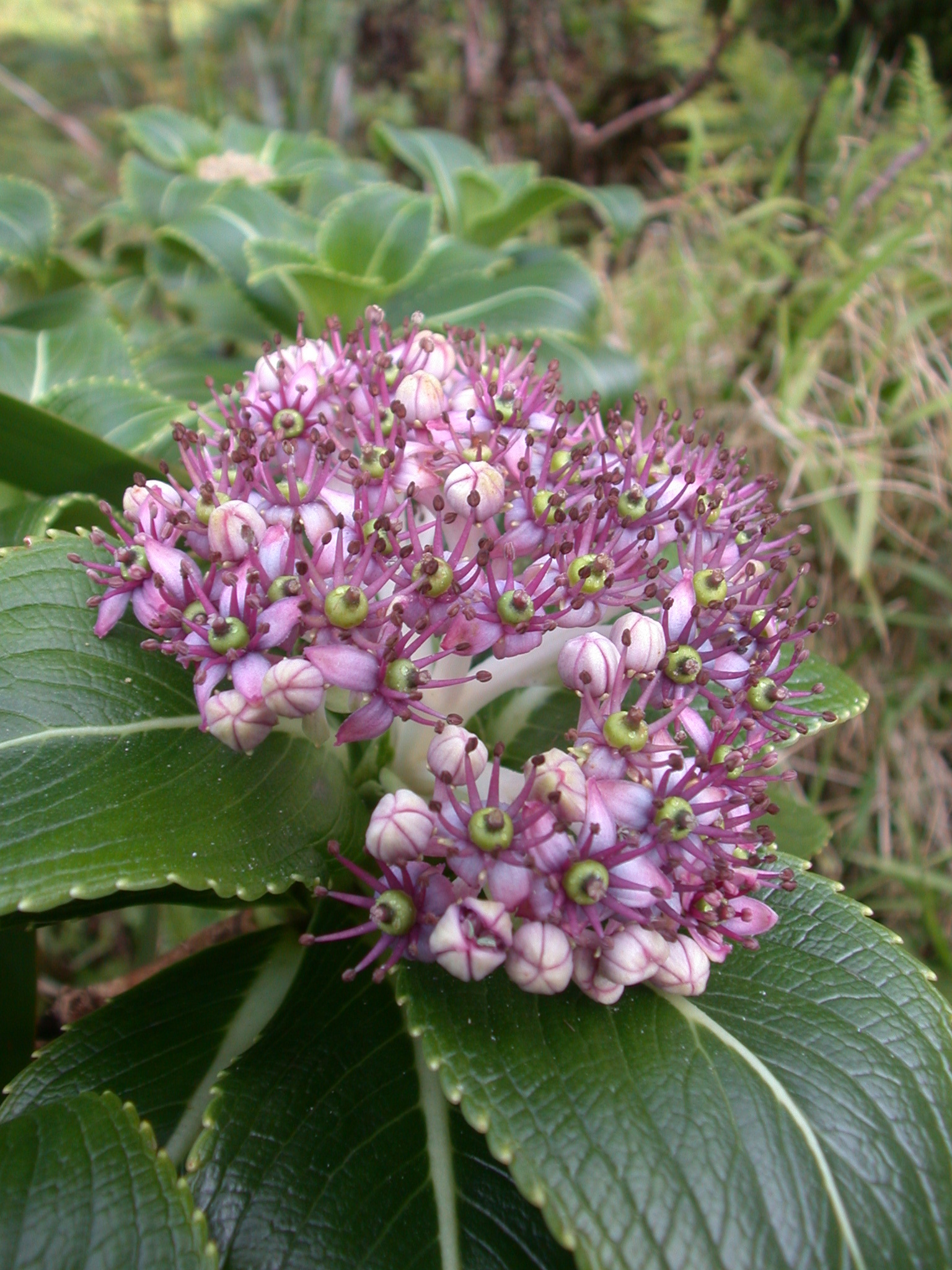 Broussaisia