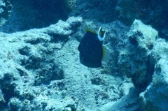 Sufflamen albicaudatum